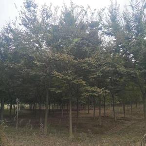 7公分红榉_产地7公分红榉市场行情多少钱
