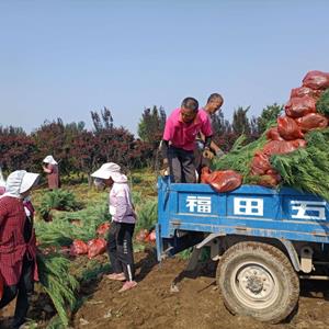 营养钵沙地柏60公分低价销售