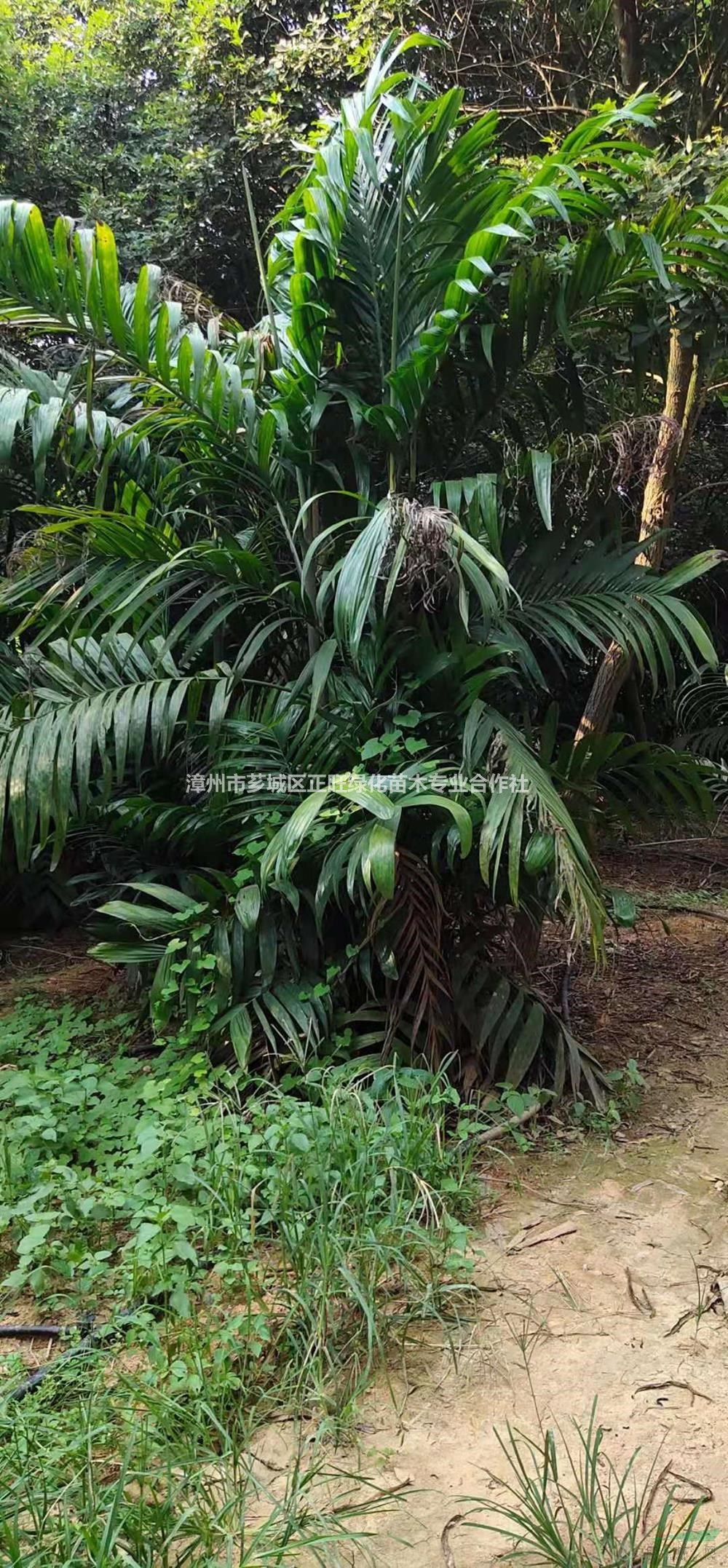 福建三药槟榔 漳州三药槟榔价格哪里好/哪家便宜