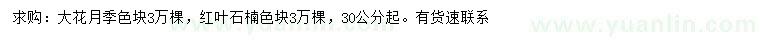 求购30公分以上大花月季、红叶石楠