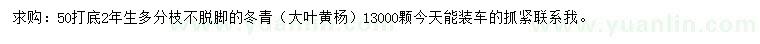 求购50公分打底冬青