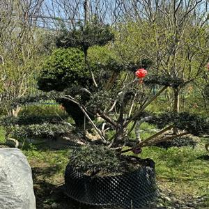 造型罗汉松