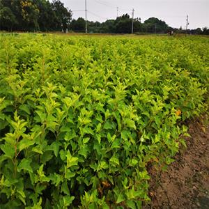 基地出售金叶风箱果树苗 盆苗 庭院小区观赏绿植 园林绿化苗