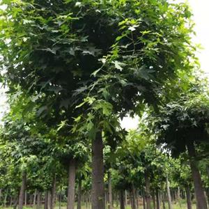 山东樱花10公分 日本晚樱花10公分 日本11公分晚樱花 12公分晚..