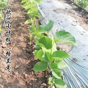 欧洲小叶椴‘格兰芬‘