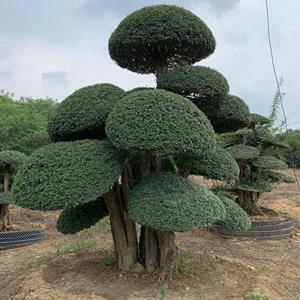 湖北对接白蜡-占地白蜡-京山对节白腊盆景