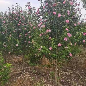 红花木槿-红花木槿价格-红花木槿基地-精品红花木槿-木槿苗-直销1-10公分独干木槿