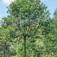 香樟5－8公分實拍圖，哪裏有香樟批發，九江香樟基地價格是多少
