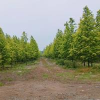 金叶水杉苗圃基地自产自销，金叶水杉10－15公分量大从优，水杉小苗0.5一2公分有货批发。