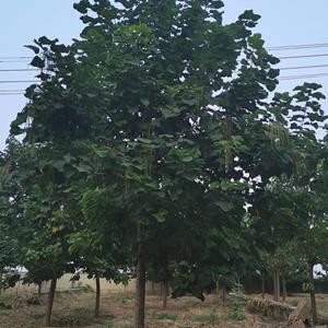 河南梓树-梓树 周口梓树 梓树基地 梓树工程直销基地 梓树工程价格