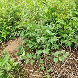 供应‘’苏北的独杆月季、桂花、紫藤欢迎你们来选购