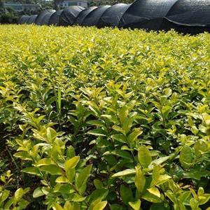 香樟树苗 香樟树苗批发 香樟小苗
