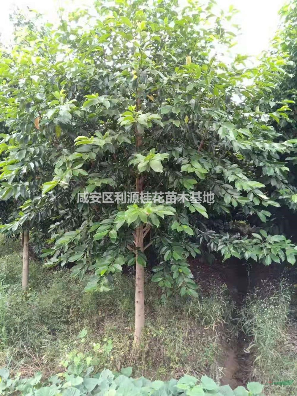 湖北乐昌含笑 咸宁乐昌含笑 介绍/特征/用途