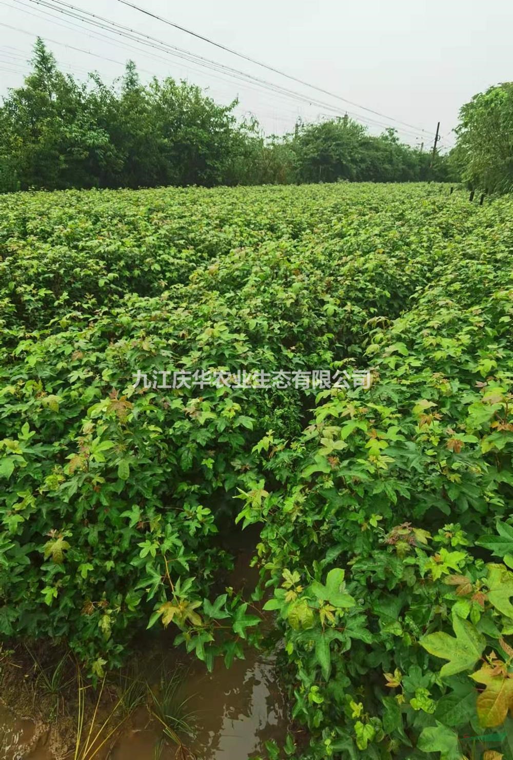 大小枫香杯苗农户直销 江西枫香杯苗基地图片/大小枫香杯苗农户直销 江西枫香杯苗基地报价