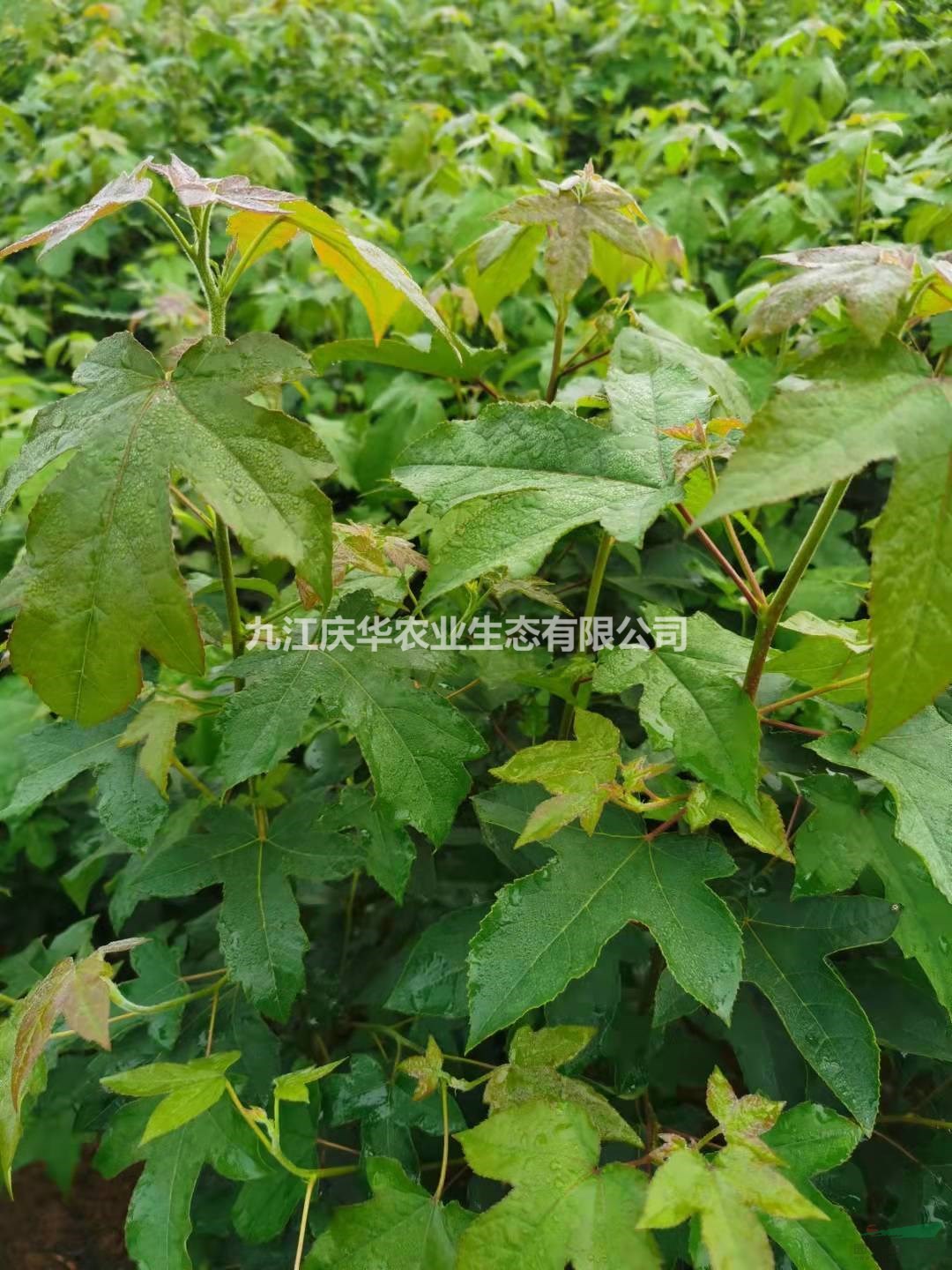 大小枫香杯苗农户直销 江西枫香杯苗基地图片/大小枫香杯苗农户直销 江西枫香杯苗基地报价