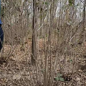 大颗紫丁香价格，独杆紫丁香基地