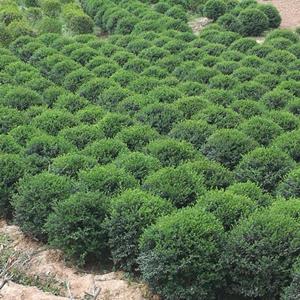 小叶女贞价格_小叶女贞产地_小叶女贞绿化苗木苗圃基地