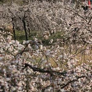 供应龙游梅、游龙梅