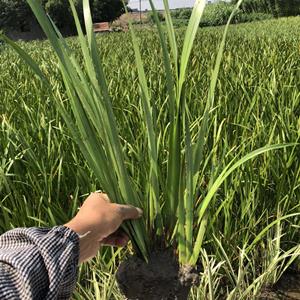 供应水生植物水菖蒲-水菖蒲价格