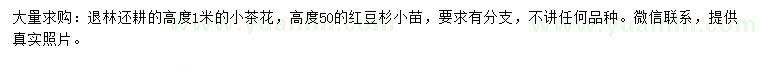 求购高1米茶花、高50公分红豆杉
