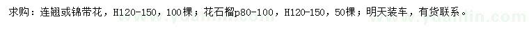 求购高120-150公分连翘、花石榴