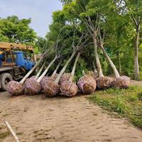 江苏[产品]/江苏黄山栾树装车现场 黄山栾树基地价格/报价