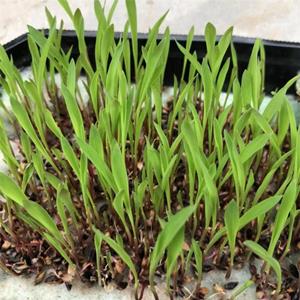 果园生草毛苕子紫云英 绿肥饲料苏丹草产量高效果好