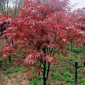 陕西日本红枫批发基地-西安景盛苗圃种植日本红枫-周至日本红枫直销