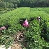 陕西水蜡小苗批发-西安水蜡种植基地-周至水蜡农户直销