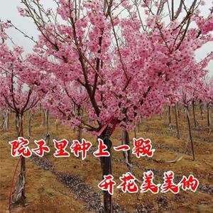 樱花树苗盆栽地栽早樱晚樱花苗当年开花庭院花卉正宗日本樱花树苗