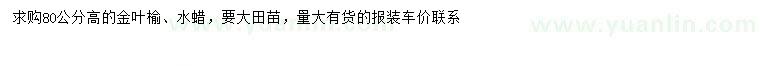 求购高80公分金叶榆、水蜡