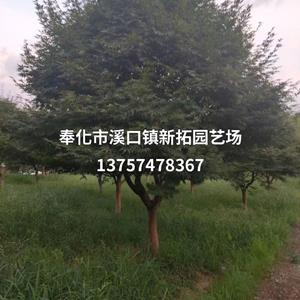 浙江宁波红枫批发/供应