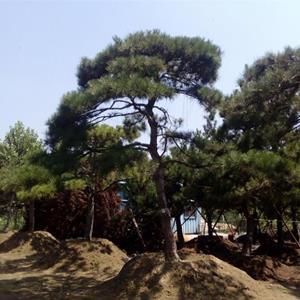 黑松   造型黑松基地   批发造型黑松