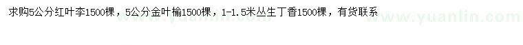 求购红叶李、金叶榆、丛生丁香