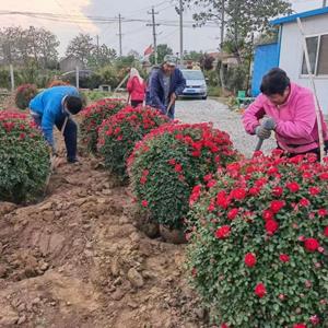 山东月季花球，月季花瓶，月季花造型，种植基地批发