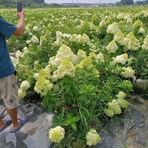 中华木绣球斗球，山东种植基地批发价格，规格*