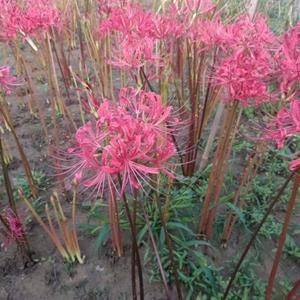 山东红花石蒜种植基地，彼岸花批发价格，黄花石蒜，忽地笑