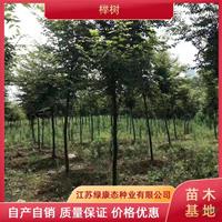 江苏绿康态供应5公分榉树 5公分榉树树苗 小规格榉树 精品榉树