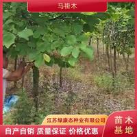 江苏绿康态供应5公分马褂木 5公分马褂木树苗 专业培育精品马褂木