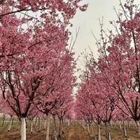 樱花中的头牌—阳光樱苗圃大批量供应