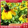 供应草原松果菊种子 草原松果菊种子种植方法 可提供技术支持