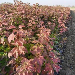 河北天目琼花种植基地  河北天目琼花市场行情 定州天目琼花产地报价