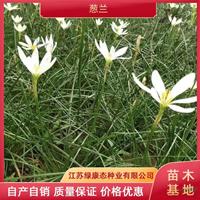 优质特价高度15厘米蔥蘭产地直销 葱莲基地 多年生草本植物蔥蘭