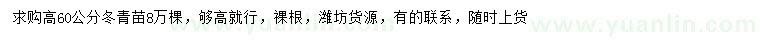 求购高60公分以上冬青