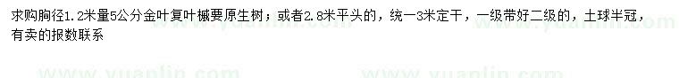 求购1.2米量5公分金叶复叶槭