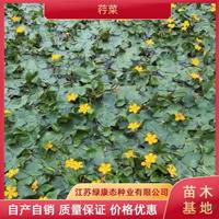 供应高度20厘米荇菜 荇菜批发 水生植物荇菜培育 荇菜苗