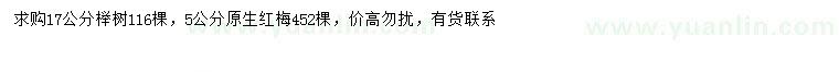 求购5公分红梅、17公分榉树