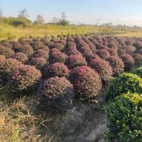 大小规格江苏红花继木球出售 南京红花继木球批发 特价红花继木球基地