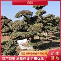 优质特价12公分白蜡产地直销 白蜡道路绿化 白蜡工程苗出售