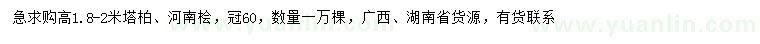 求购高1.8-2米塔柏、河南桧